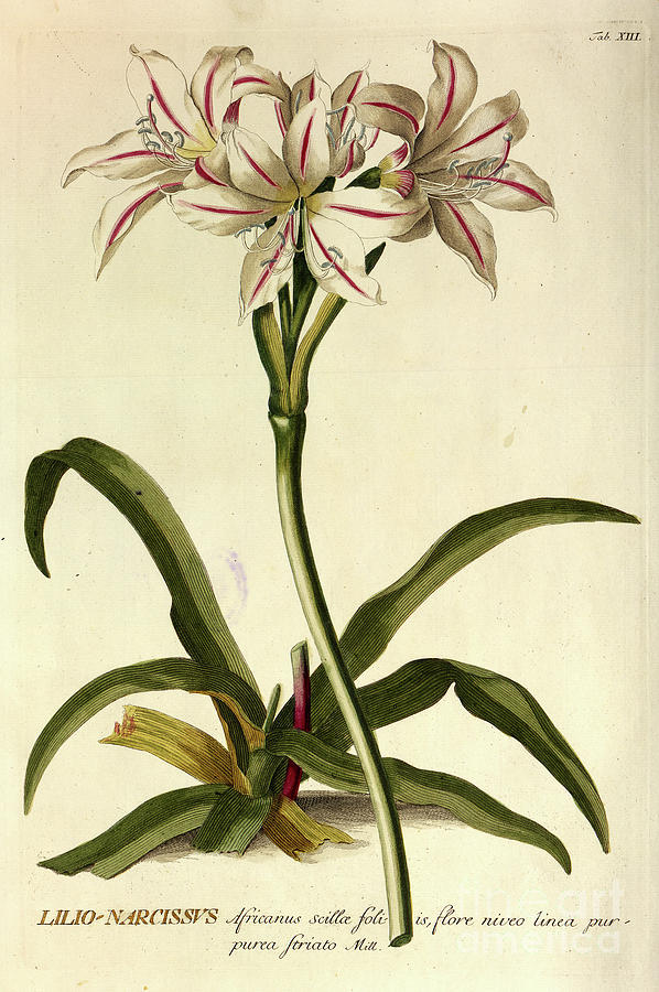Coloured Copperplate engraving o14 Photograph by Botany