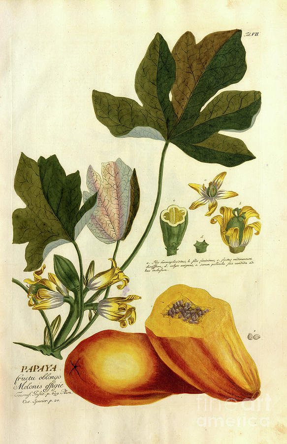 Coloured Copperplate engraving o15 Photograph by Botany