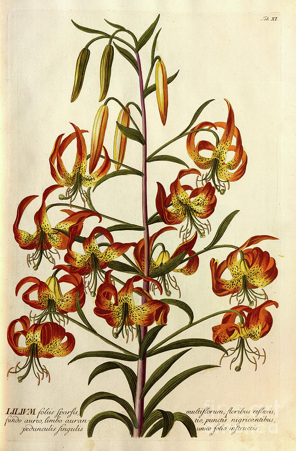 Coloured Copperplate engraving o17 Photograph by Botany