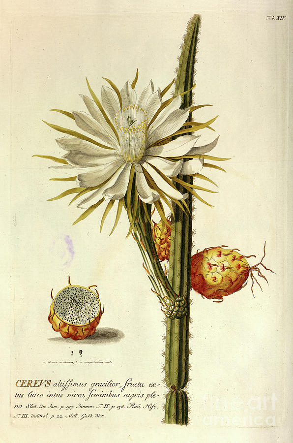 Coloured Copperplate engraving o21 Photograph by Botany