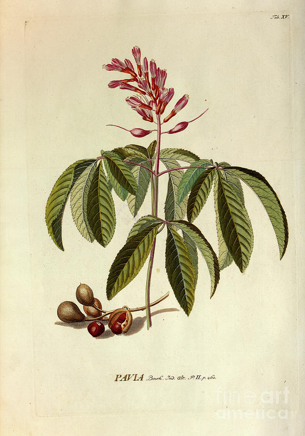Coloured Copperplate engraving o22 Photograph by Botany