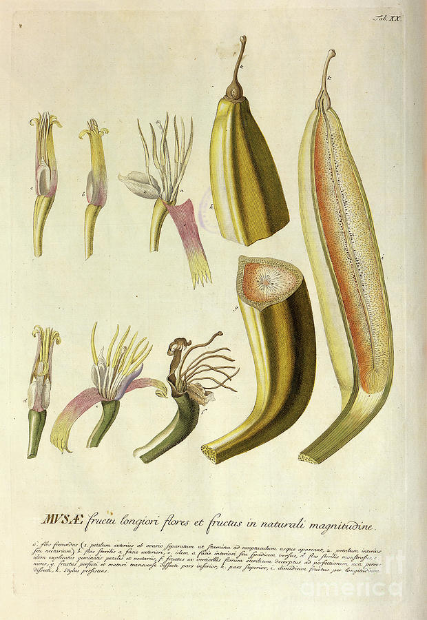 Coloured Copperplate engraving o23 Photograph by Botany