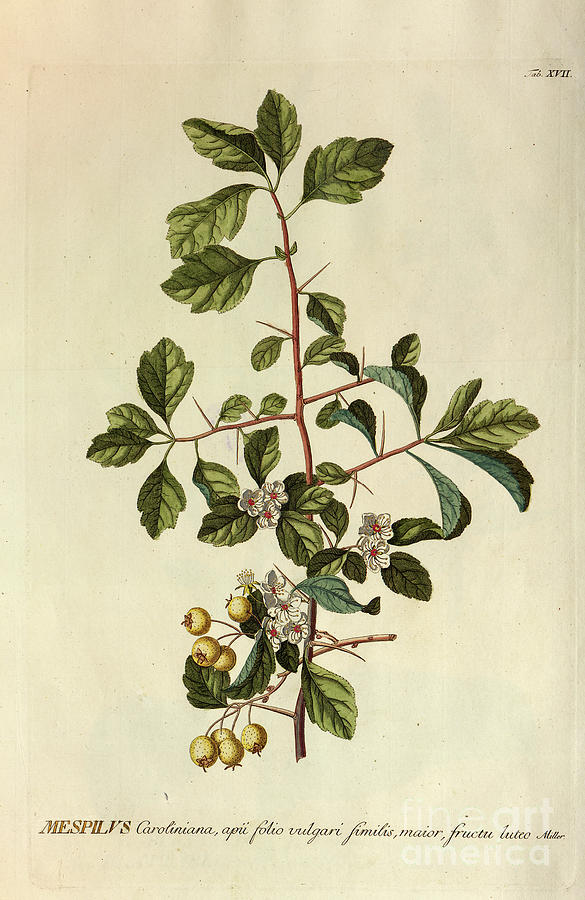 Coloured Copperplate engraving o25 Photograph by Botany