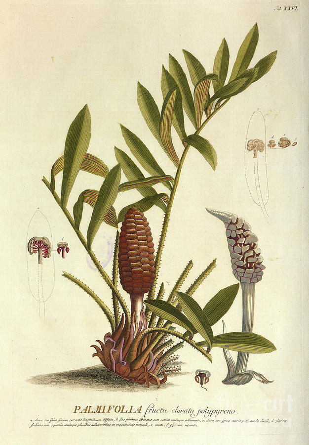 Coloured Copperplate engraving o27 Photograph by Botany