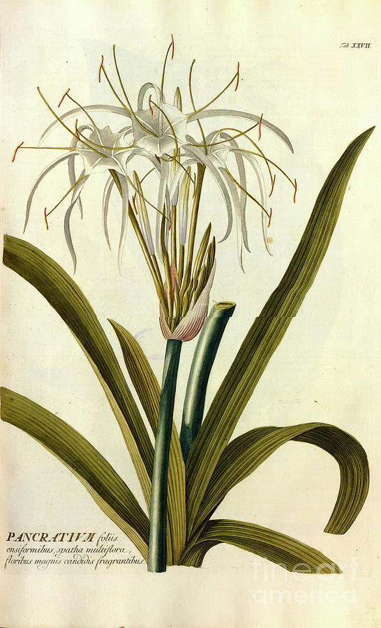 Coloured Copperplate engraving o28 Photograph by Botany
