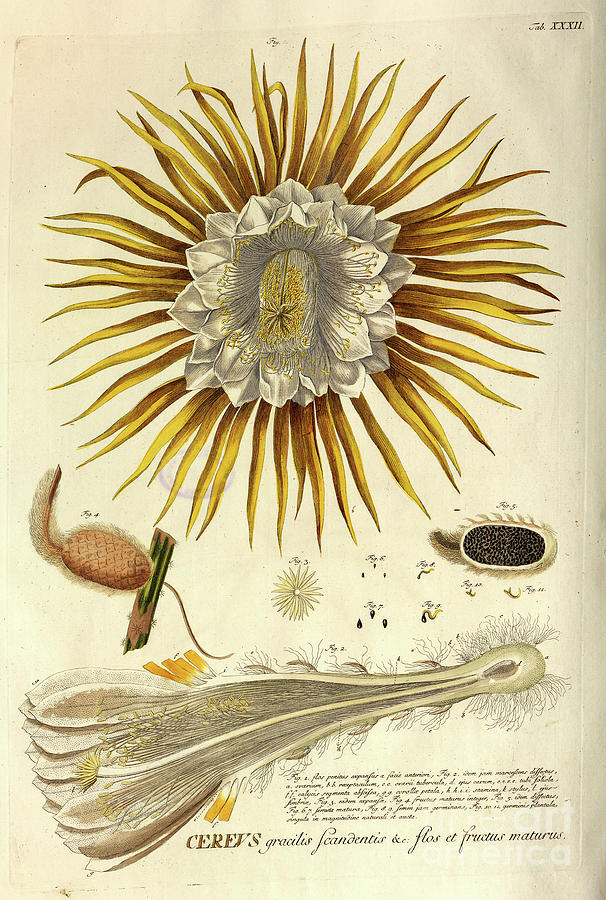 Coloured Copperplate engraving o29 Photograph by Botany