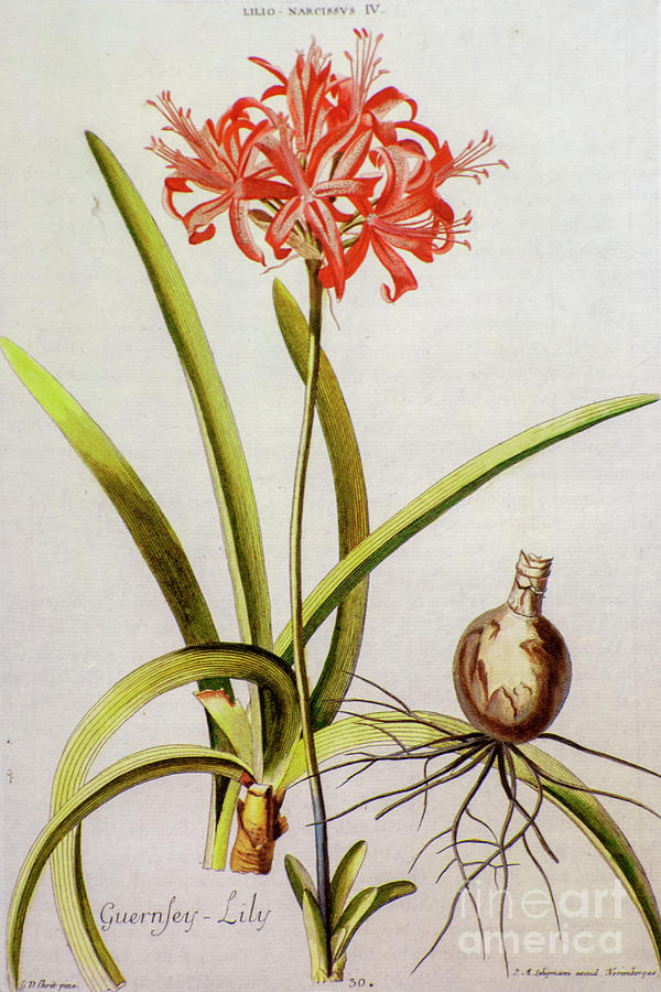 Coloured Copperplate engraving o3 Photograph by Botany