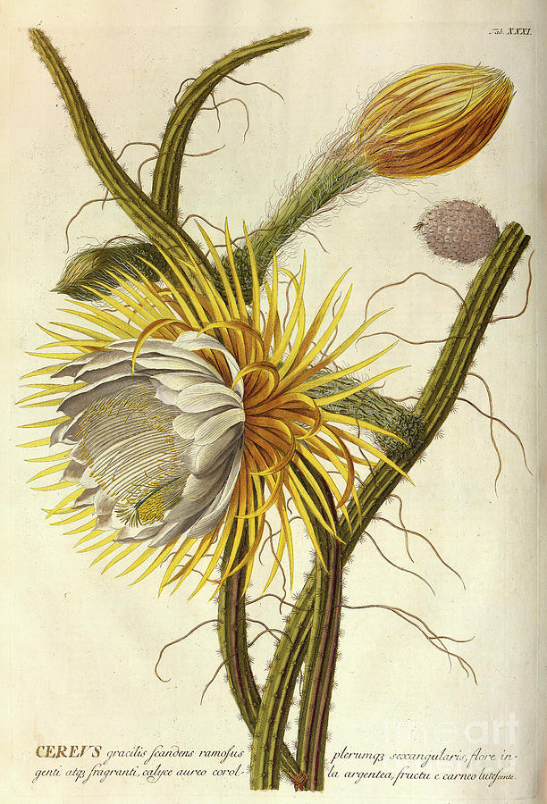 Coloured Copperplate engraving o30 Photograph by Botany