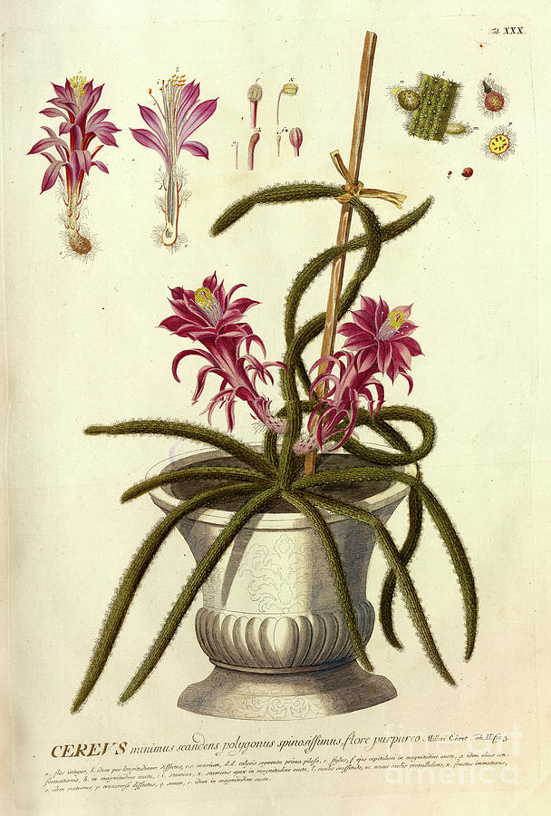 Coloured Copperplate engraving o32 Photograph by Botany