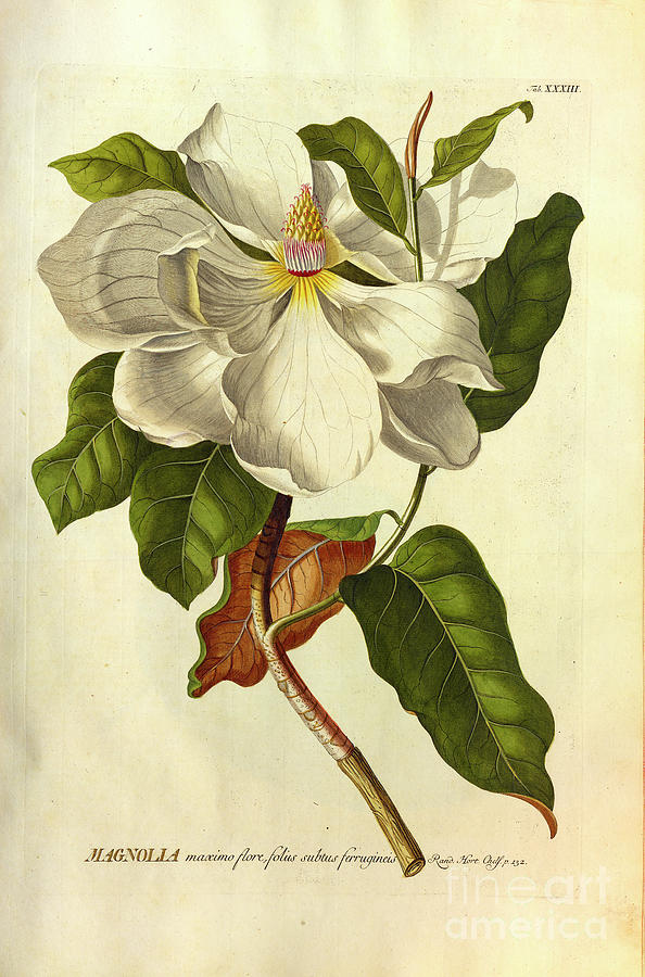 Coloured Copperplate engraving o33 Photograph by Botany