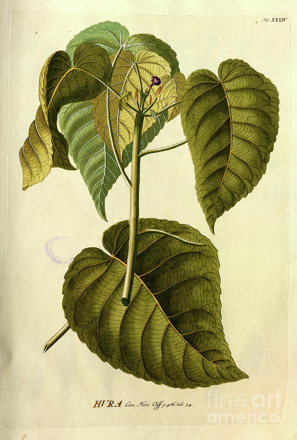 Coloured Copperplate engraving o34 Photograph by Botany