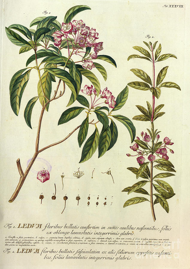 Coloured Copperplate engraving o35 Photograph by Botany