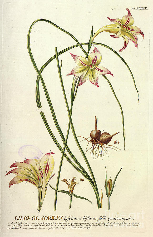 Coloured Copperplate engraving o36 Photograph by Botany