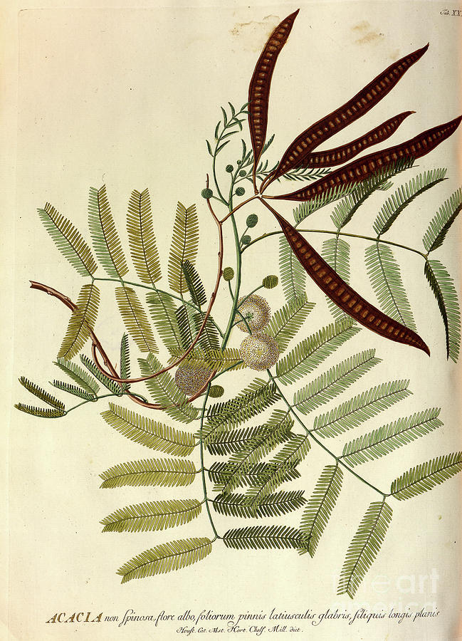 Coloured Copperplate engraving o37 Photograph by Botany