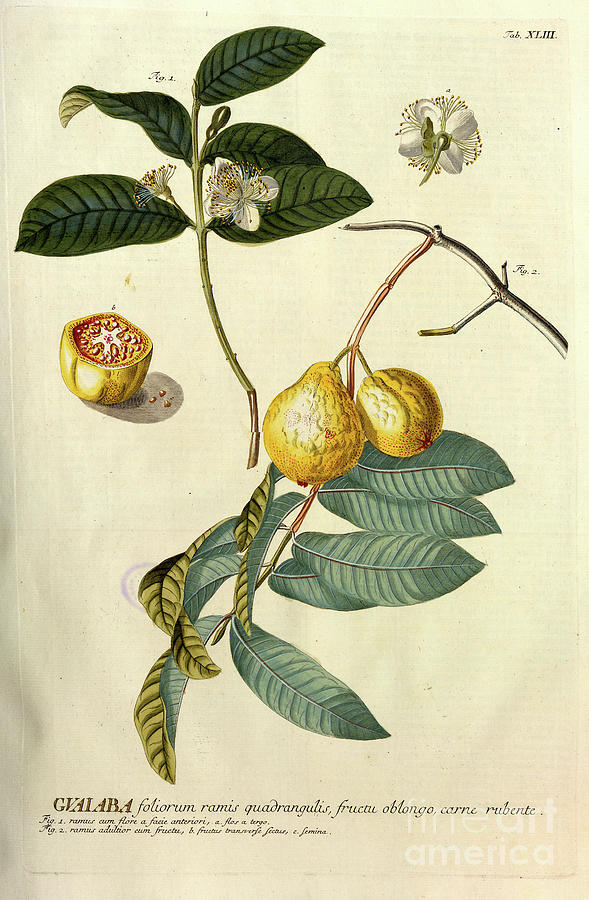 Coloured Copperplate engraving o39 Photograph by Botany