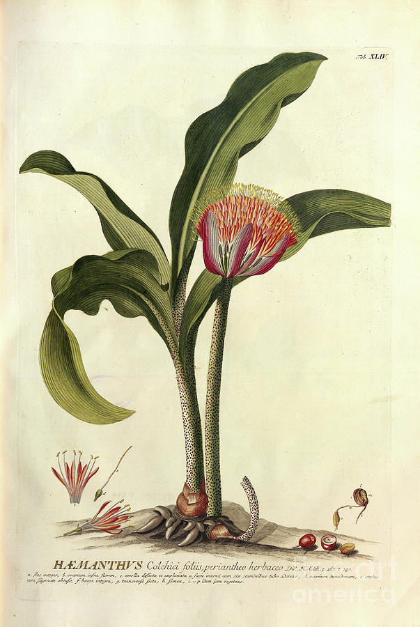 Coloured Copperplate engraving o40 Photograph by Botany