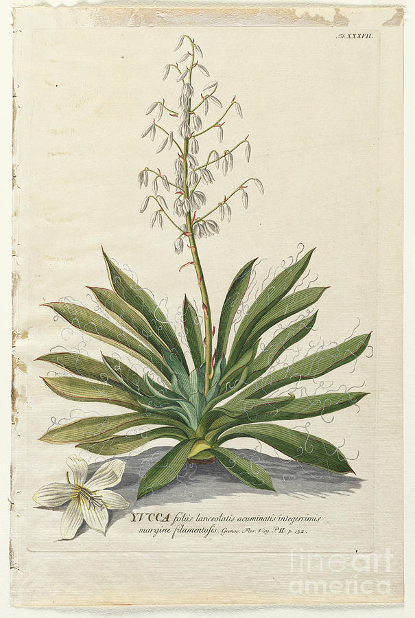 Coloured Copperplate engraving o41 Photograph by Botany