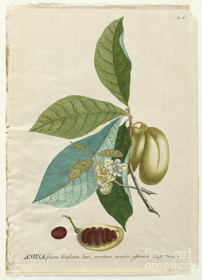 Coloured Copperplate engraving o8 Photograph by Botany