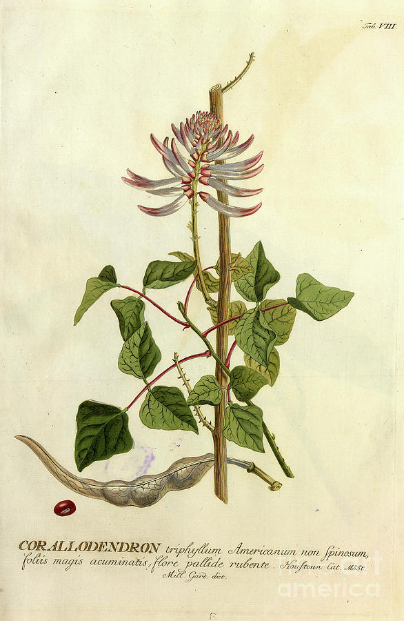 Coloured Copperplate engraving o9 Photograph by Botany