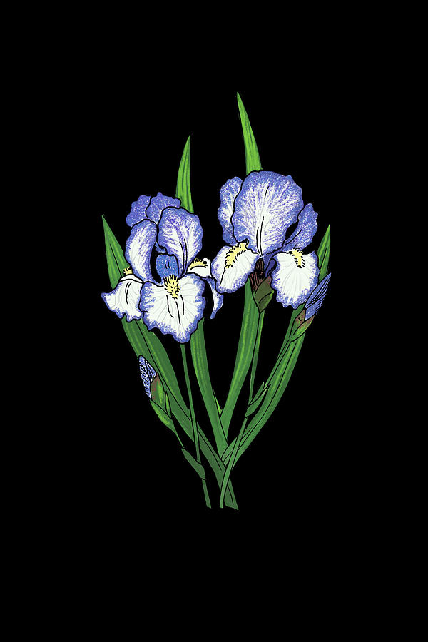 Coloured Irises on the Black Mixed Media by Masha Batkova
