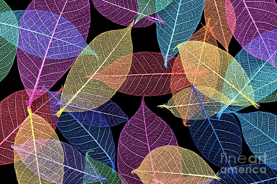 Coloured Leaves Skeleton Pattern Photograph by Tim Gainey