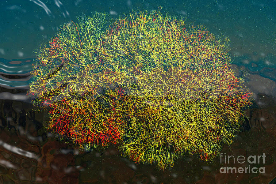 Colourful Algae In The Ocean Photograph