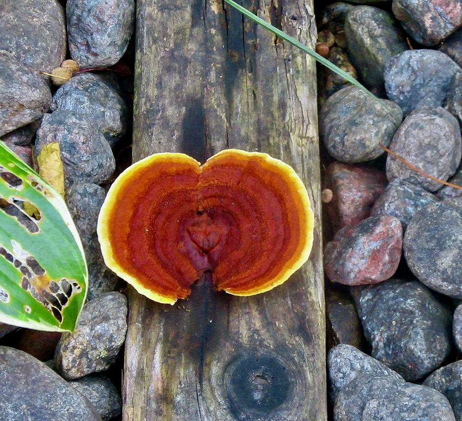 Colourful Fungus Photograph by Stephanie Moore