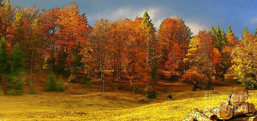Colourful Autumn Trees Photograph by Amalia Suruceanu