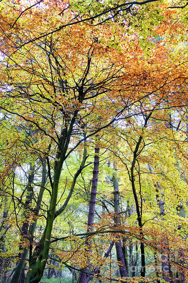 Colourful Beech Wood Photograph by Tim Gainey