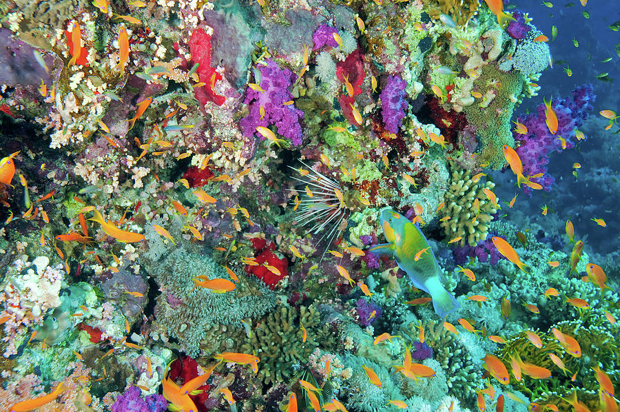 Colourful Coral Reef Scene Photograph by Roy Pedersen