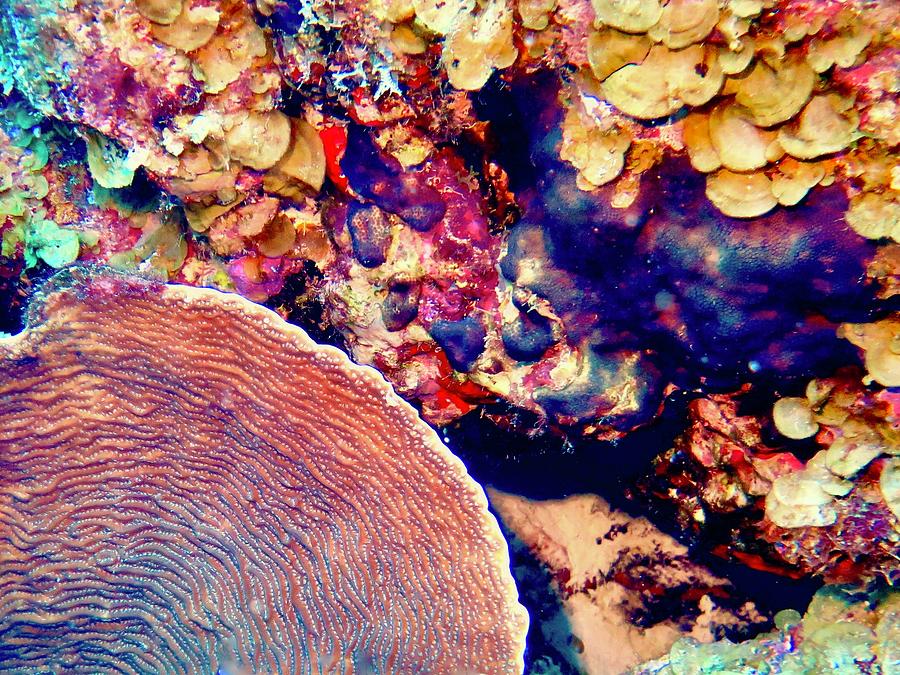 Colourful Corals Photograph by Joanna Tubbs - Fine Art America