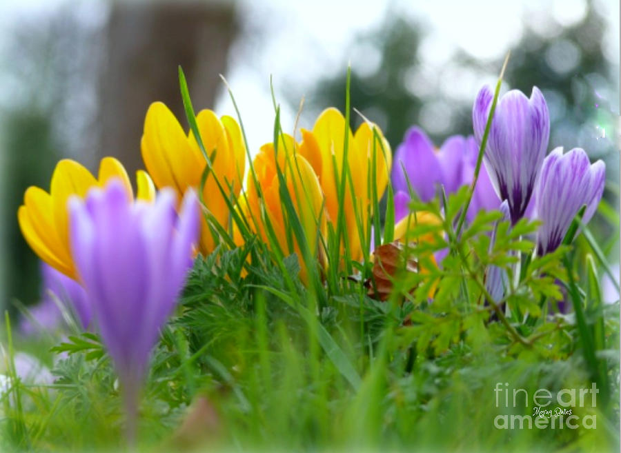 Spring Delights Photograph by Morag Bates
