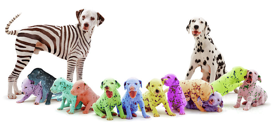 Colourful Dalmatian family Photograph by Warren Photographic