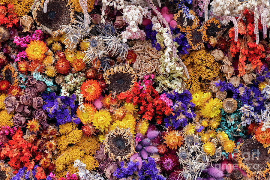 Colourful Dried Flowers Photograph by Tim Gainey
