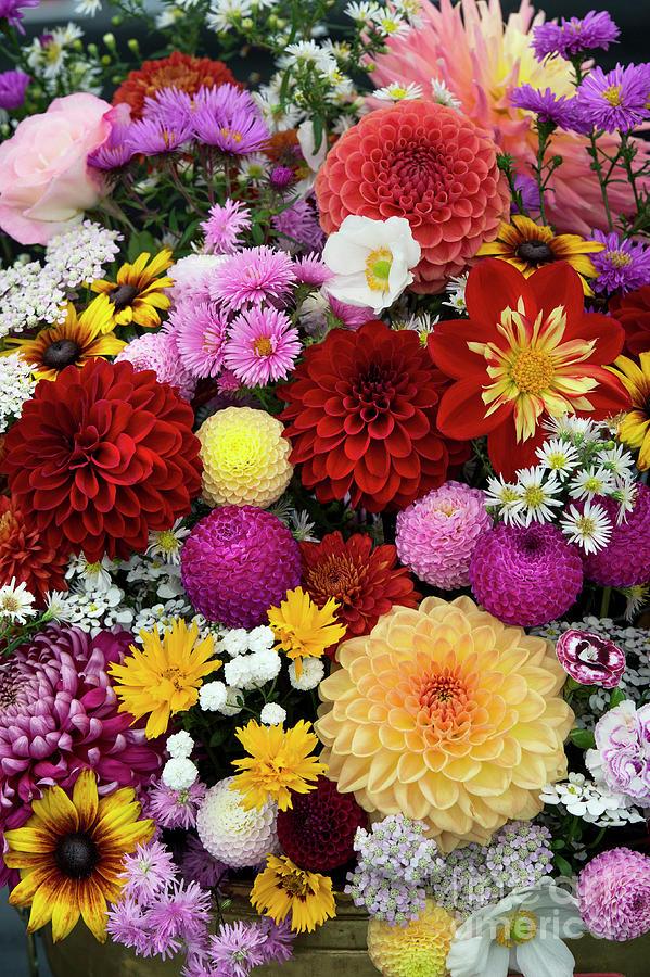 Colourful Flower Display Photograph by Tim Gainey