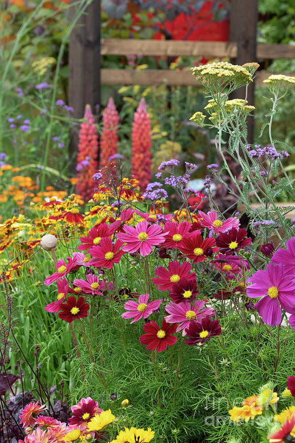 Colourful Flowerbed  Photograph by Tim Gainey