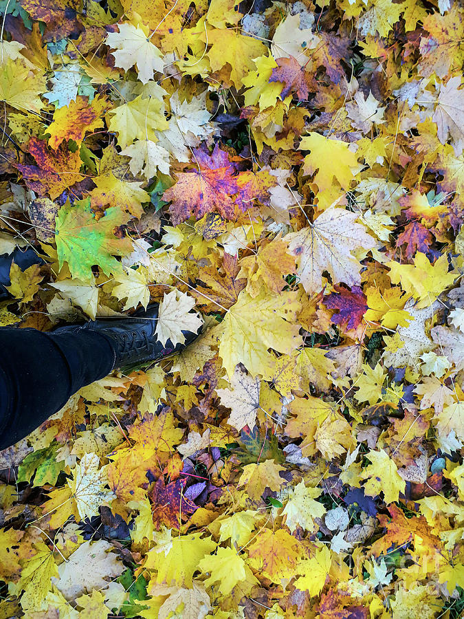 Colourful Leaves Photograph by Nina Ficur Feenan