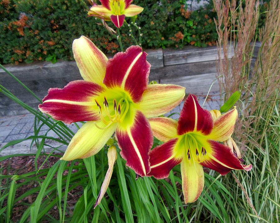 Colourful Lilies Pyrography by Stephanie Moore