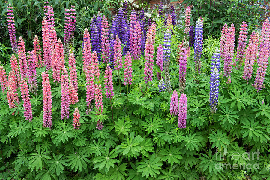 Colourful Lupins in an English Garden Photograph by Tim Gainey