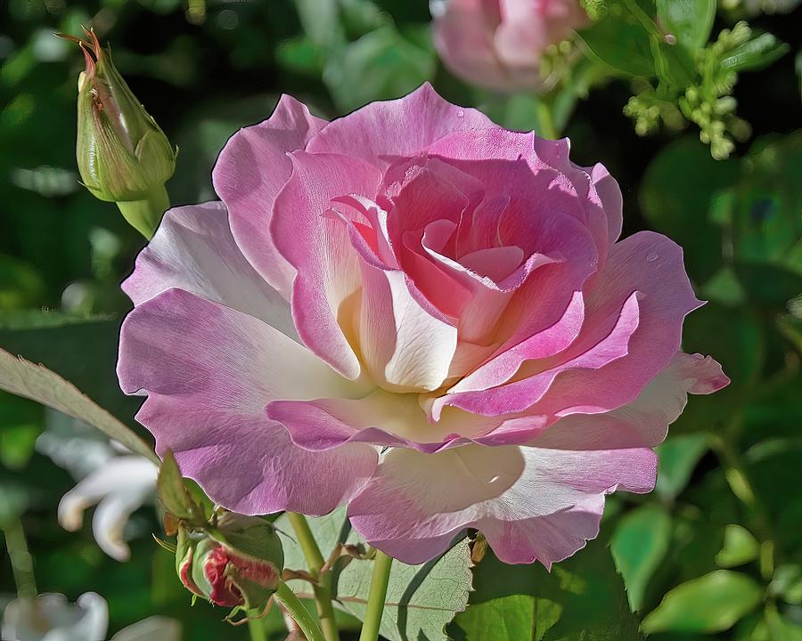 Colourful pink French Rose flower closeup in a garden setting ...