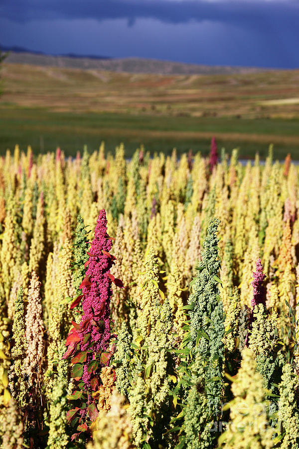 Colourful Quinoa Plants Photograph by James Brunker