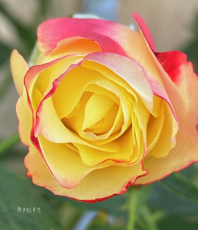 Colourful Rose Digital Art by Mariam Bazzi