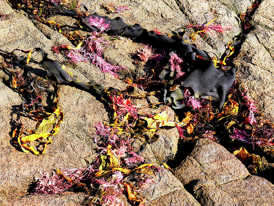 Colourful Seaweeds  Photograph by Lexa Harpell