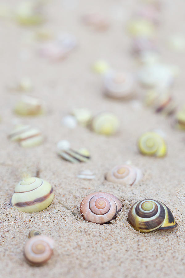 Colourful snail shells in the sand Photograph by Anita Nicholson