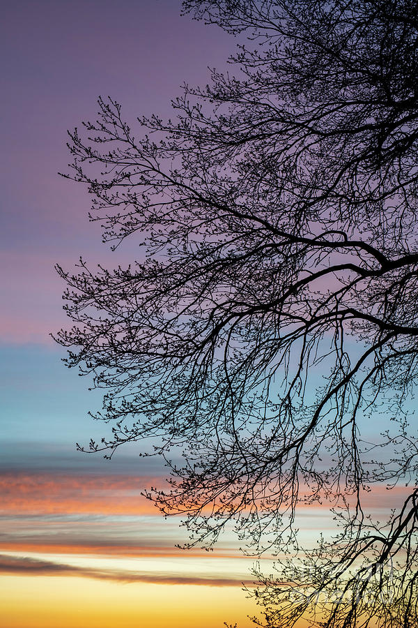 Colourful Sunrise Branches  Photograph by Tim Gainey