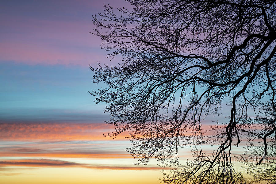 Colourful Sunrise Tree Branches Photograph by Tim Gainey