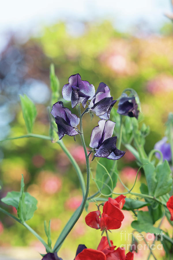 Colourful Sweet Pea Earl grey Flowers Photograph by Tim Gainey