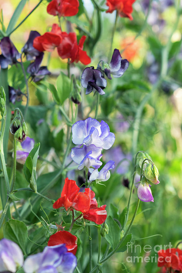 Colourful Sweet Peas Flowering Photograph by Tim Gainey