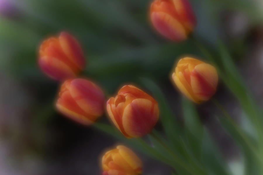 Colourful Tulip Digital Art by Mariam Bazzi