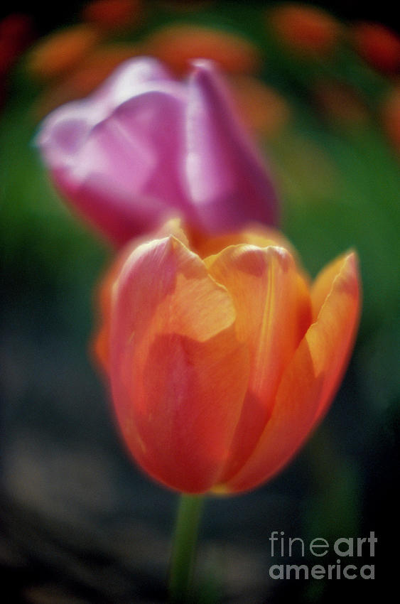 Colourful Tulips Backlit  Photograph by Jim Corwin